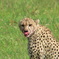 wild life
