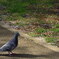 鳩