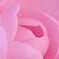 pinkPINK