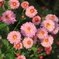 花01