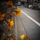 オレンジ