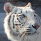 white tiger
