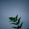 雨上がり