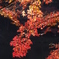 六義園　紅葉　2