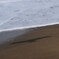 とんび