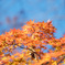 紅葉と青空