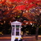 名残の紅葉(横浜山手）