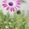 淡い紫の花