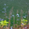 水面の森緑