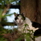 野良猫