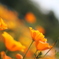 I like vivid colors