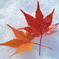 12月「シーズンクロス」