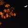 月夜