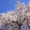Full Bloom!