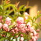 庭桜
