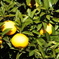 DSCF0002