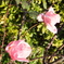 DSCF0005