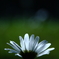 translucent