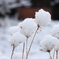雪の華