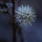 Frost_001