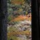 Autumn_032