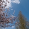 桜　木　青空