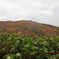 恐羅漢山1346.4m　一面の紅葉