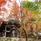瑞宝寺公園　色づく紅葉