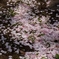 桜道
