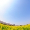 広がる菜の花