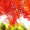 1月の紅葉