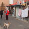 犬と布団とばーさんたち。
