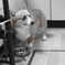 愛犬