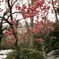 紅