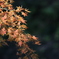 紅黒