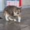 敵か！？