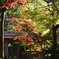 岐阜城下の紅葉