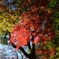 紅葉のコントラスト