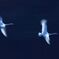 TWIN FLIGHT
