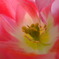裏庭の花たち