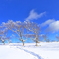 雪華