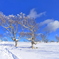 雪華