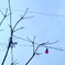 電球