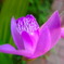 裏庭の花たち