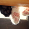 そろい踏み