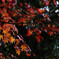 一月の紅葉