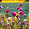 冬の花