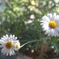 お花