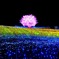 なばな2012 Ⅳ