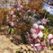寒桜